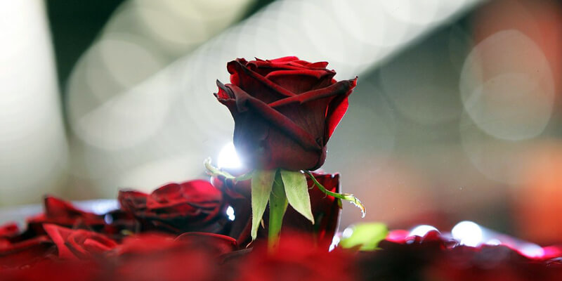 Ucapan Selamat Hari Valentine Untuk Suami Tercinta