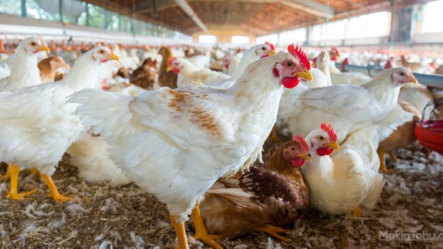 Jenis Peluang Usaha Menguntungkan Di Desa